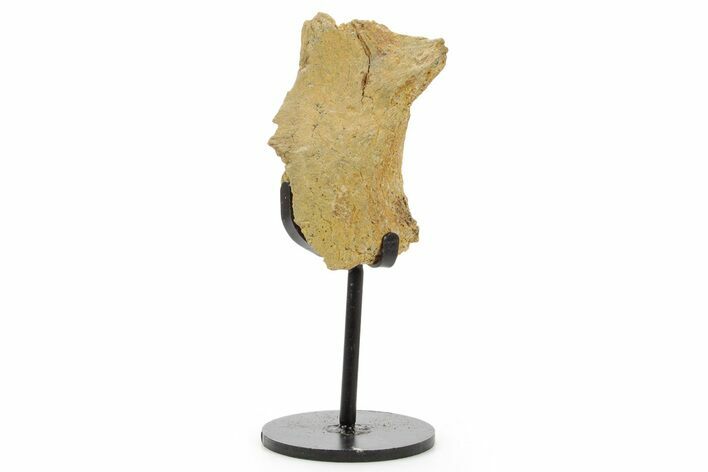 Fossil Hadrosaur Skull Section w/ Metal Stand - South Dakota #378561